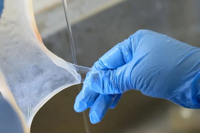 A blue-gloved hand lifting a thin, translucent amniotic membrane graft